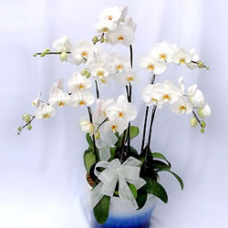 China flower ,China:Butterfly orchids